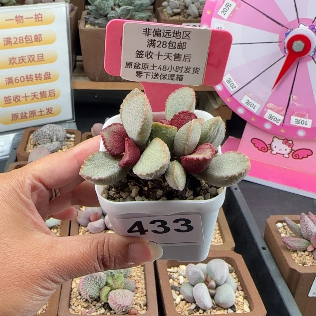 *****433彩虹翼多肉植物