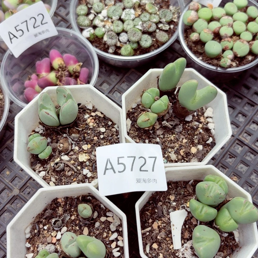 5727–生石花 生石花