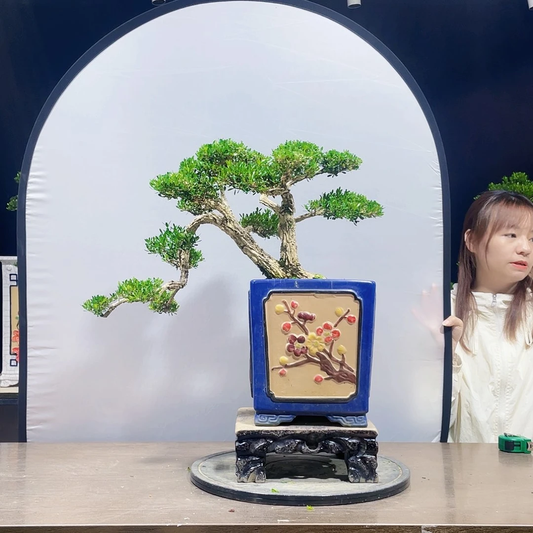 完全开放黄杨盆景四季常青