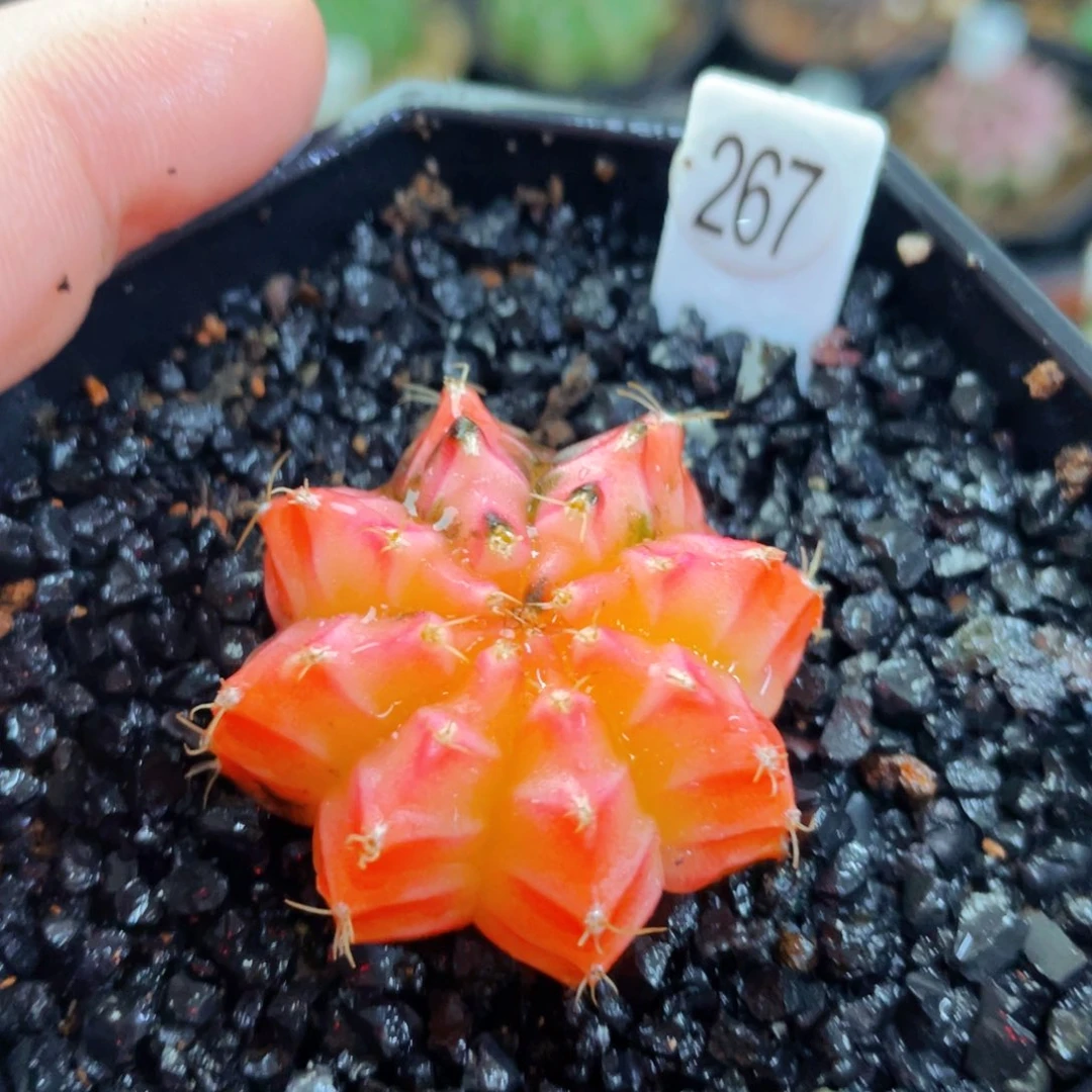 盆5公分满25包邮裸根发货