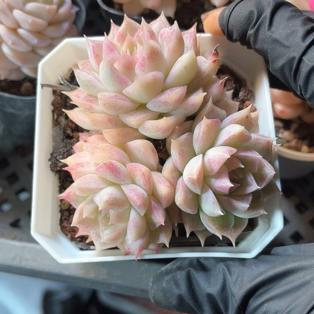 优选女王福利797