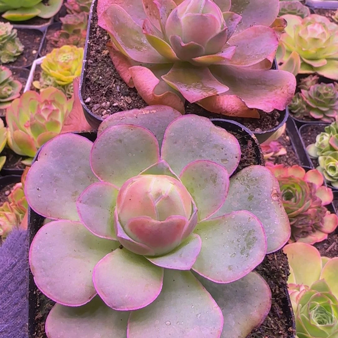 福利2颗13567676867676768