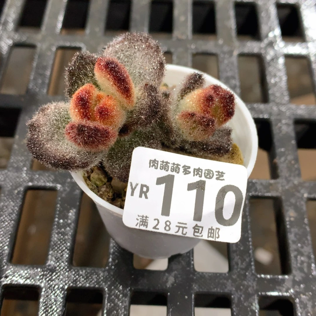 肉萌萌拇指盆精控多肉YR110