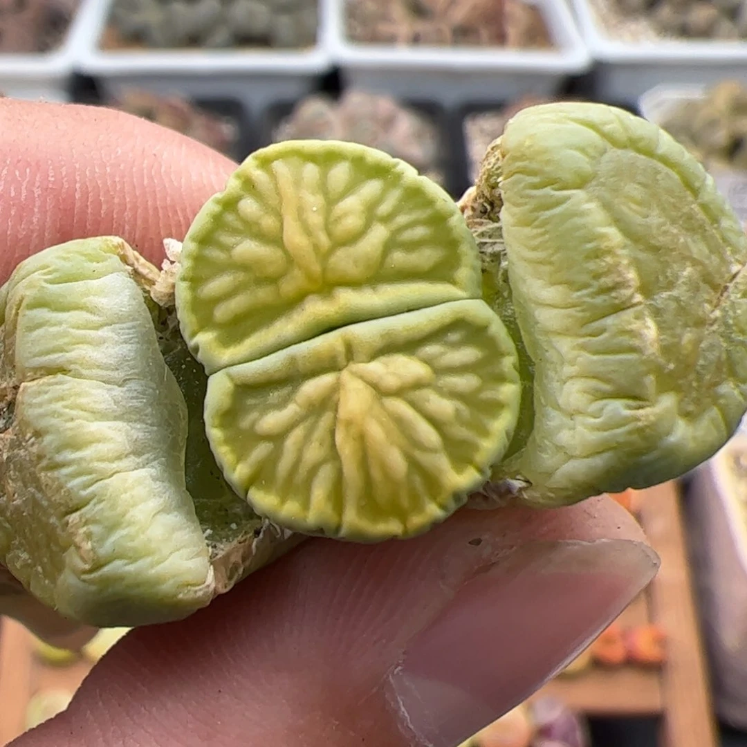 7****80307号绿菊 多肉植物