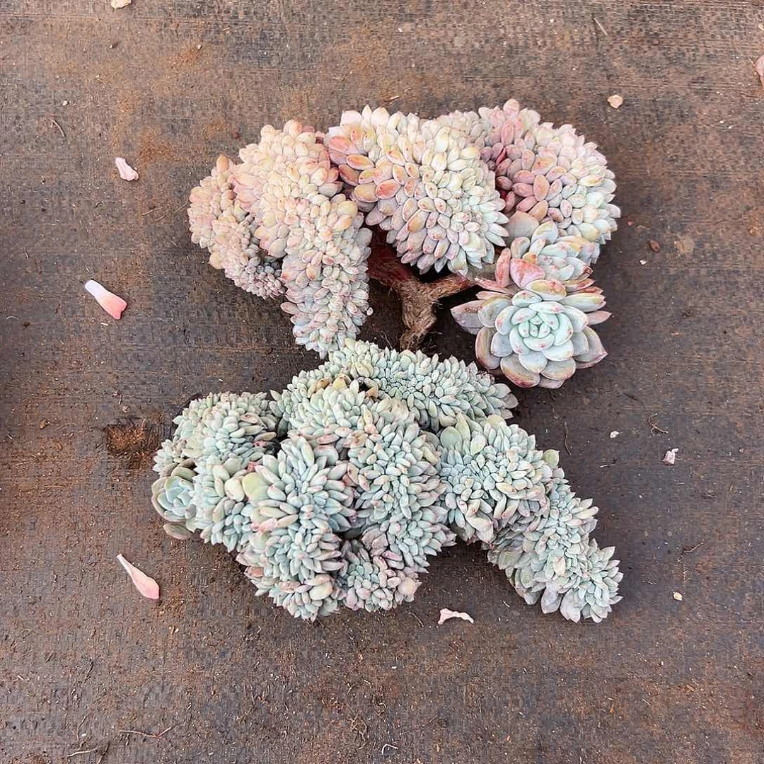 属****y属于自己00000000000