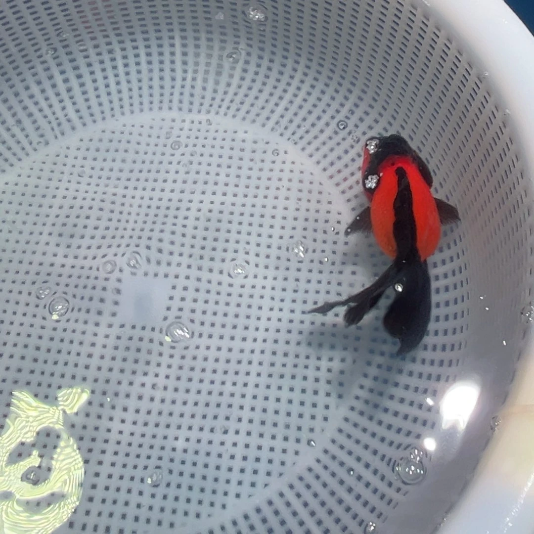 金鱼冷水观赏鱼混搭