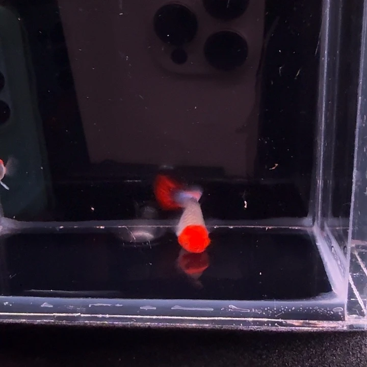 孔雀鱼深海蓝贵族短球1对