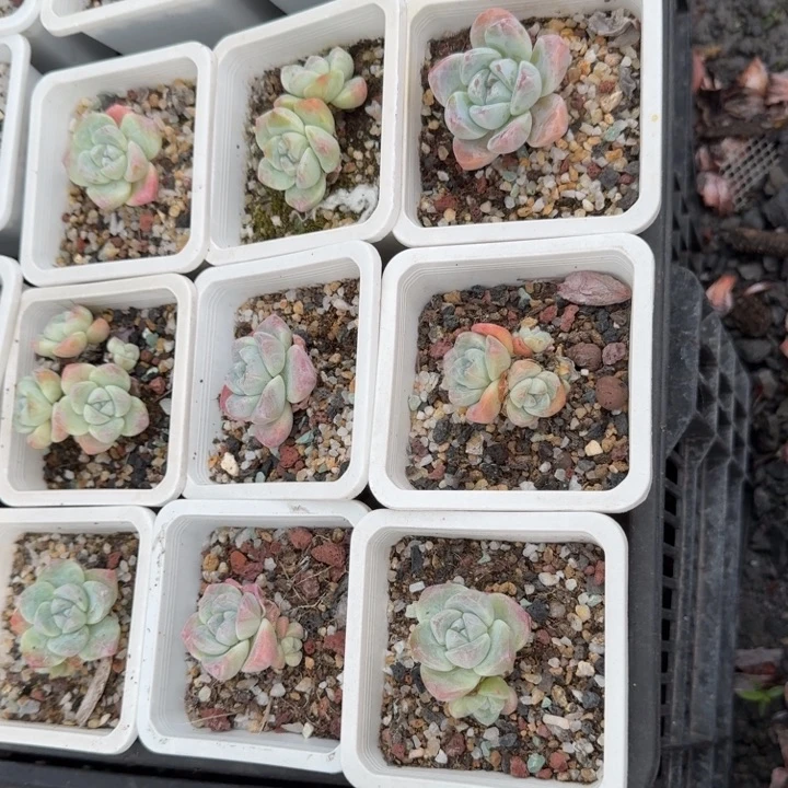 10颗冰玉单头小老桩精品包邮