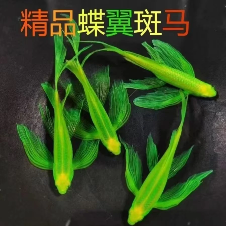 蝶翼斑马精品观赏鱼淡水小鱼龙凤基因长鳍小型热带观赏鱼白云新手