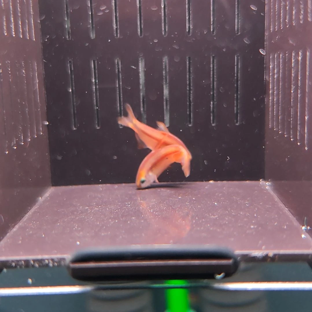 灯科鱼超级黄魔鬼（带黑点）