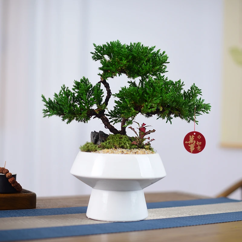 真柏盆景造型绿植室内盆栽办公客厅书房微景观四季常青好养美观