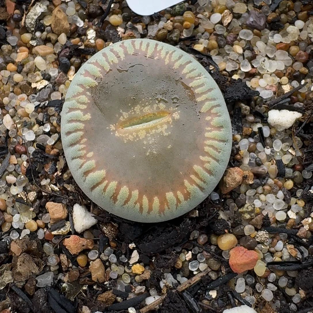 641多肉哈哈哈哈哈哈哈