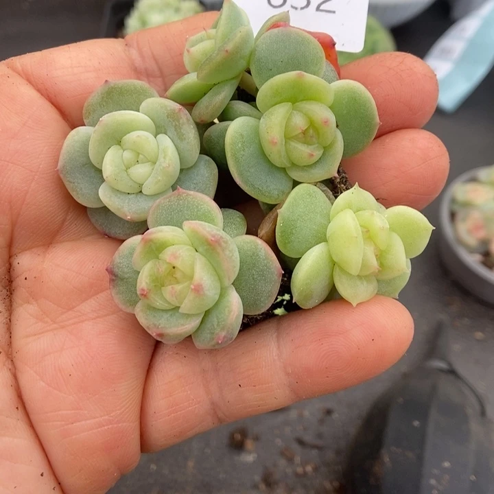 一物一拍一物一拍1010-632