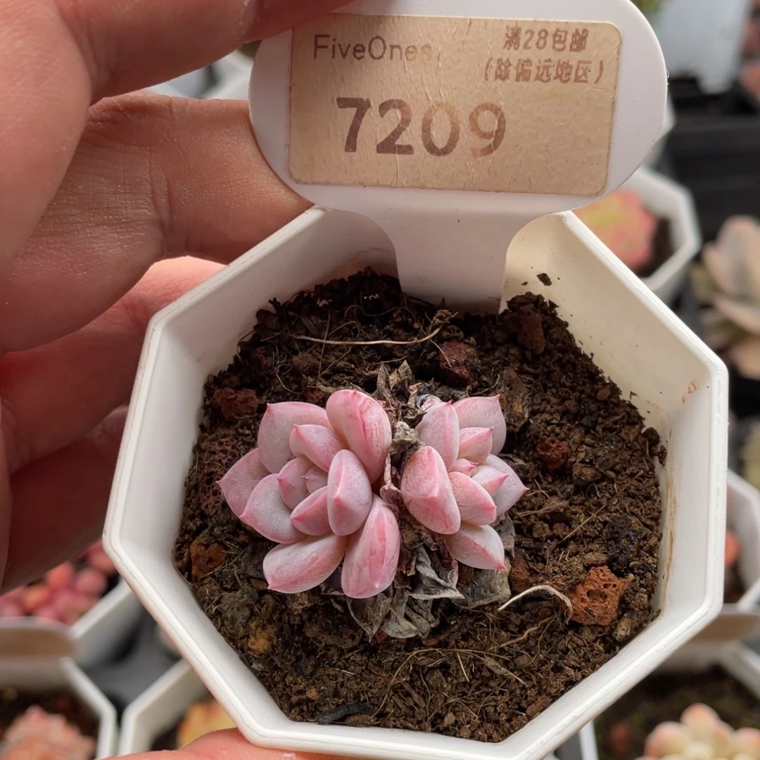 维特7209-4.0厘米