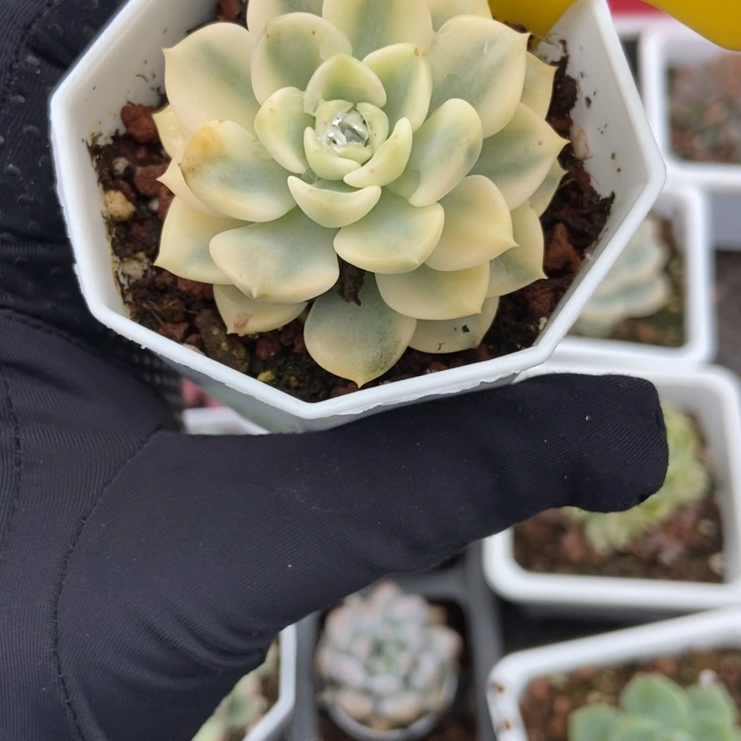 920布偶锦多肉植物保护