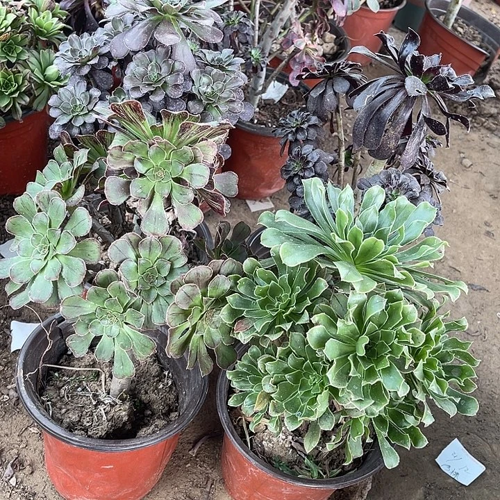 4棵玫瑰玫瑰玫瑰玫瑰