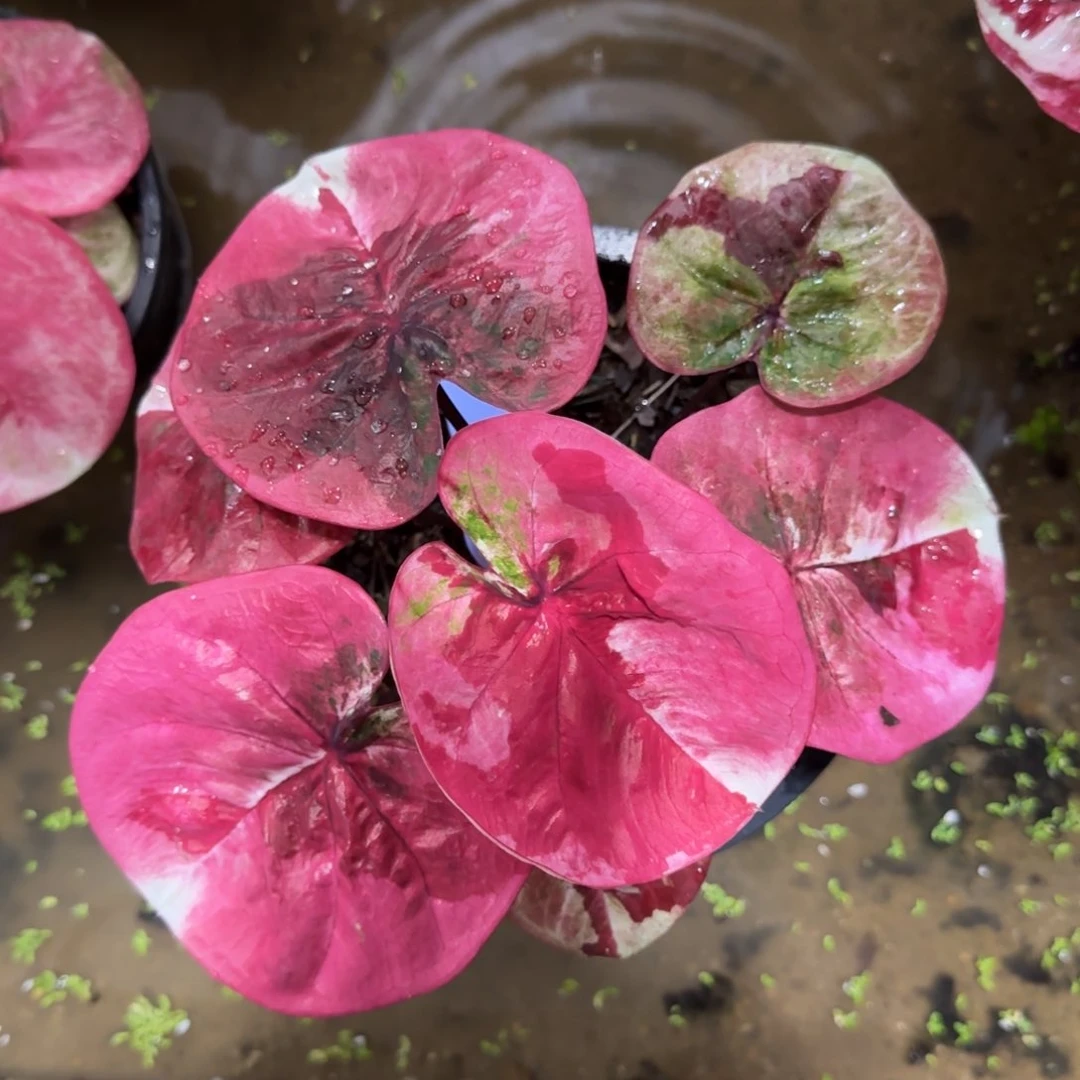 39-1107泰国发货实生