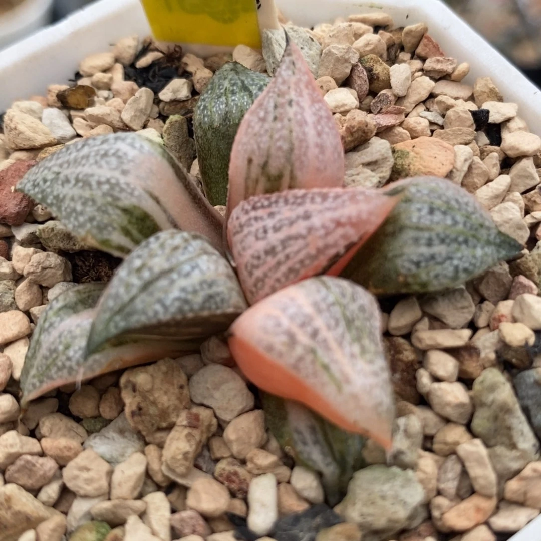 229青蟹锦一物一拍