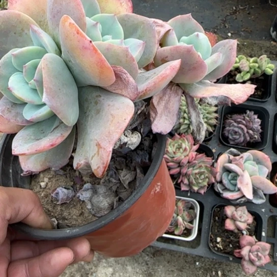 15白凤多肉植物多