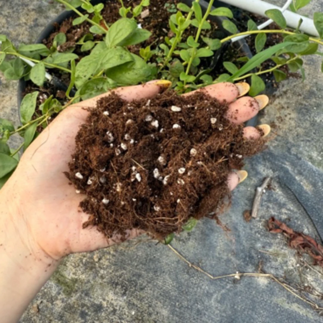 蓝莓营养土通用型包邮