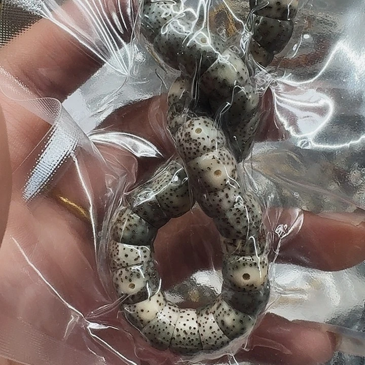 星月菩提手串74卓越星月菩提猪大肠10单圈