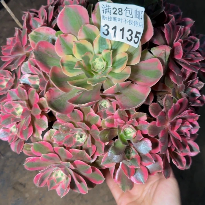 31135女妖多肉植物