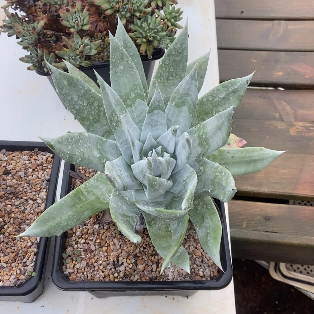 雪山多肉植物啦啦啦