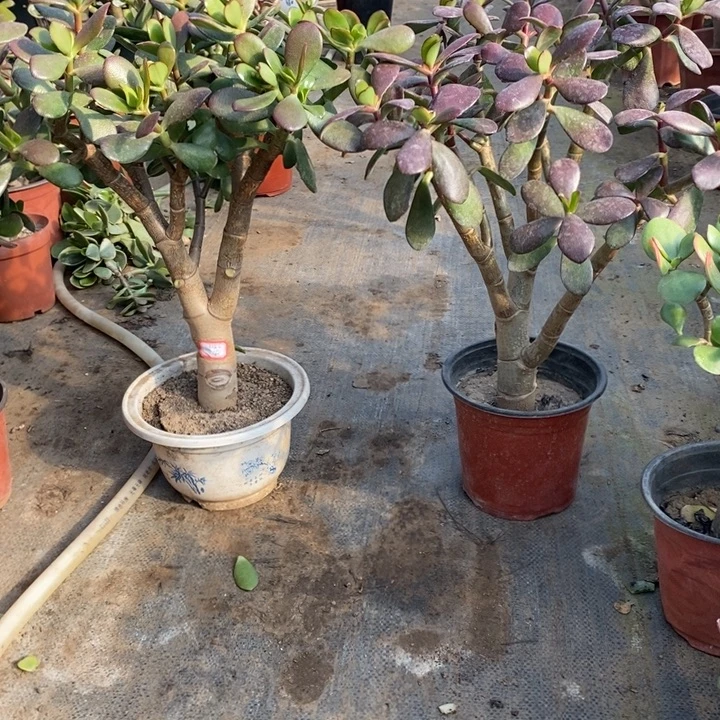 僄***季韩国紫叶一物一拍2颗