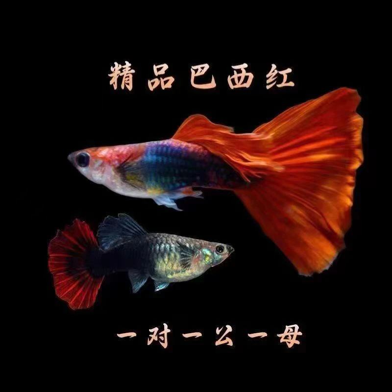巴西红扇孔雀鱼可繁殖种鱼成鱼胎生鱼观赏鱼孵化器热带鱼