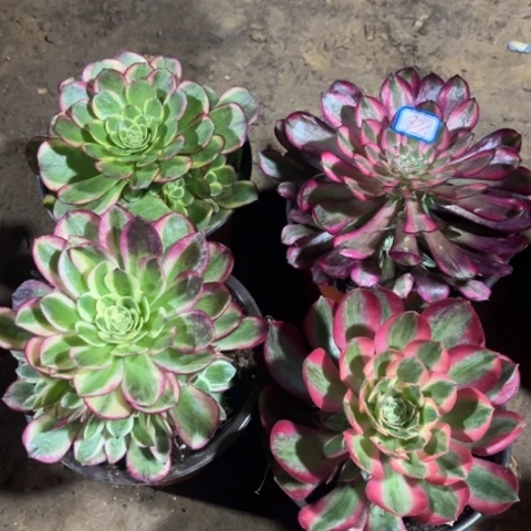 833多肉植物组合