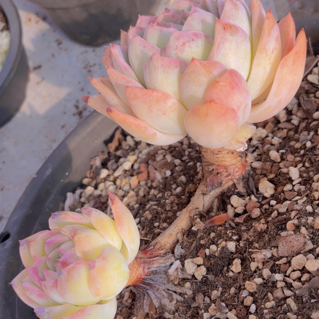 莎冰01283多肉植物