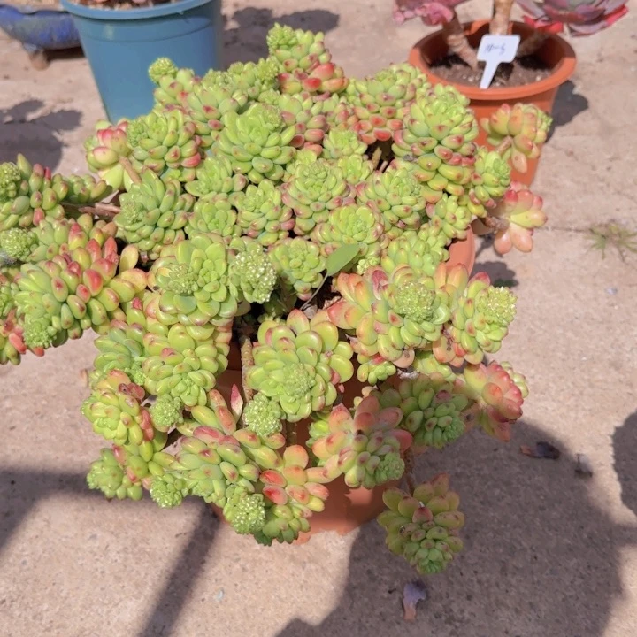 10-8香格里拉多肉植物