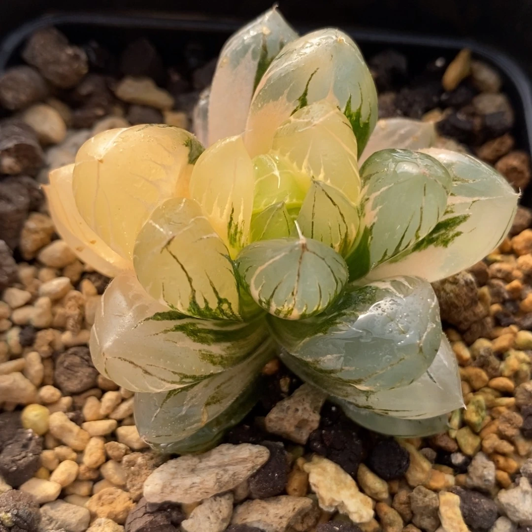 716水晶×冰川玉露锦