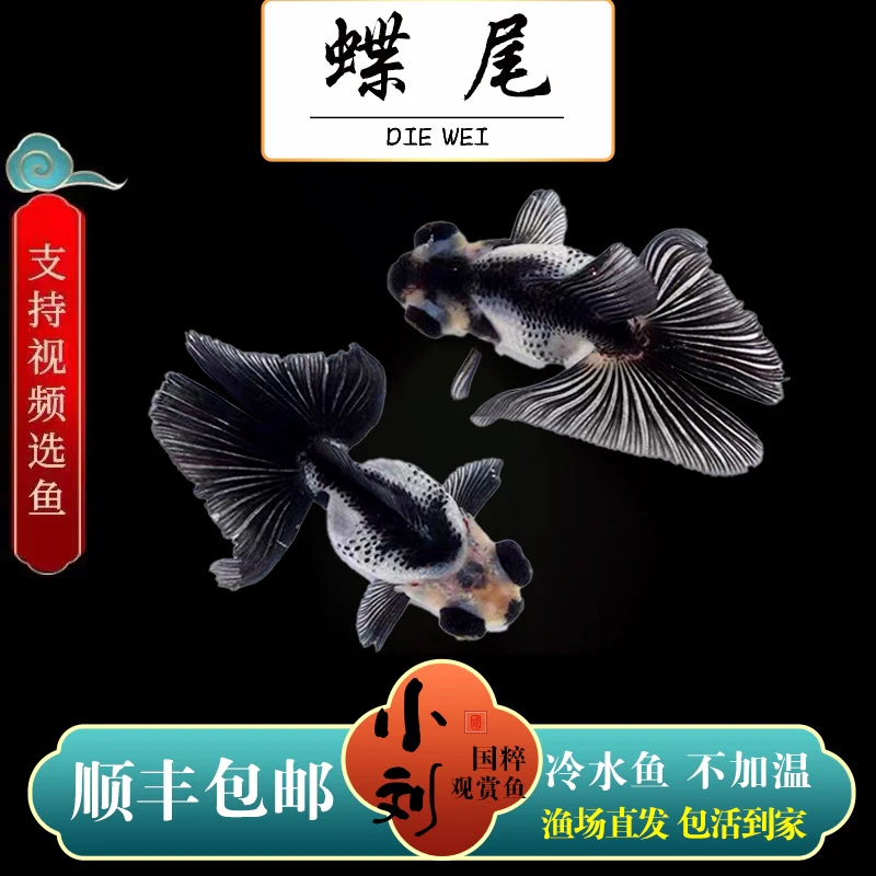 【渔场直发】国粹观赏鱼活体冷水鱼淡水蝶尾鱼顺丰包邮 包活到家