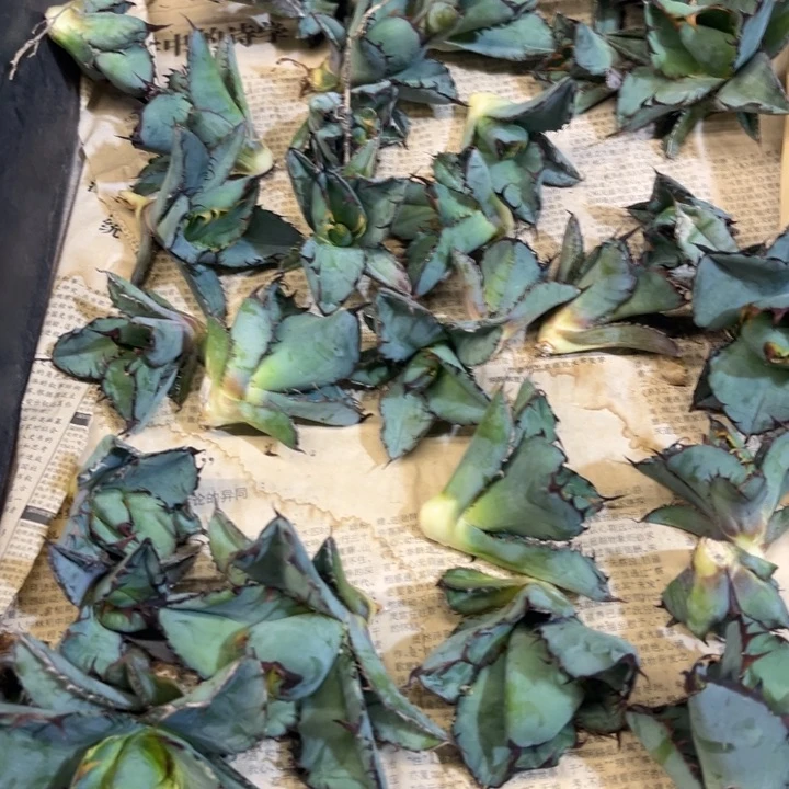 蓝鲸顶芽龙舌兰仁王冠