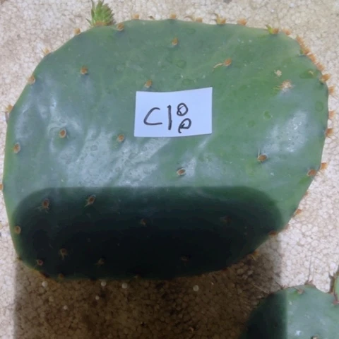 用****9C18仙人掌叶片一个15