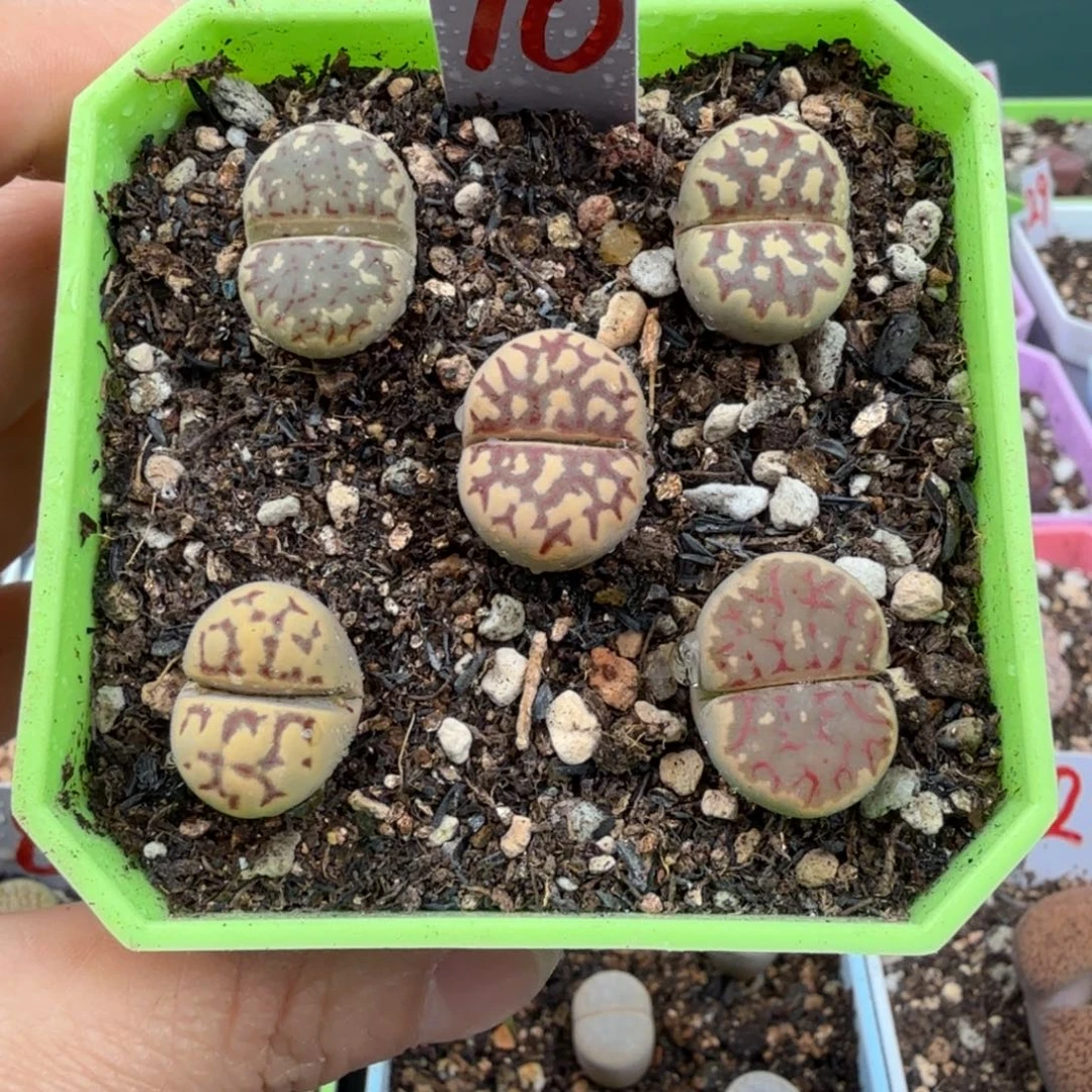 丽虹5颗带盆土发货10 多喜多肉