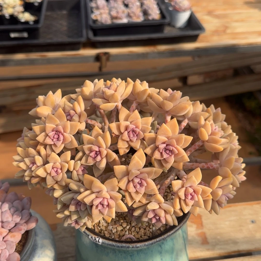 叶植庭多肉：淡雪缀