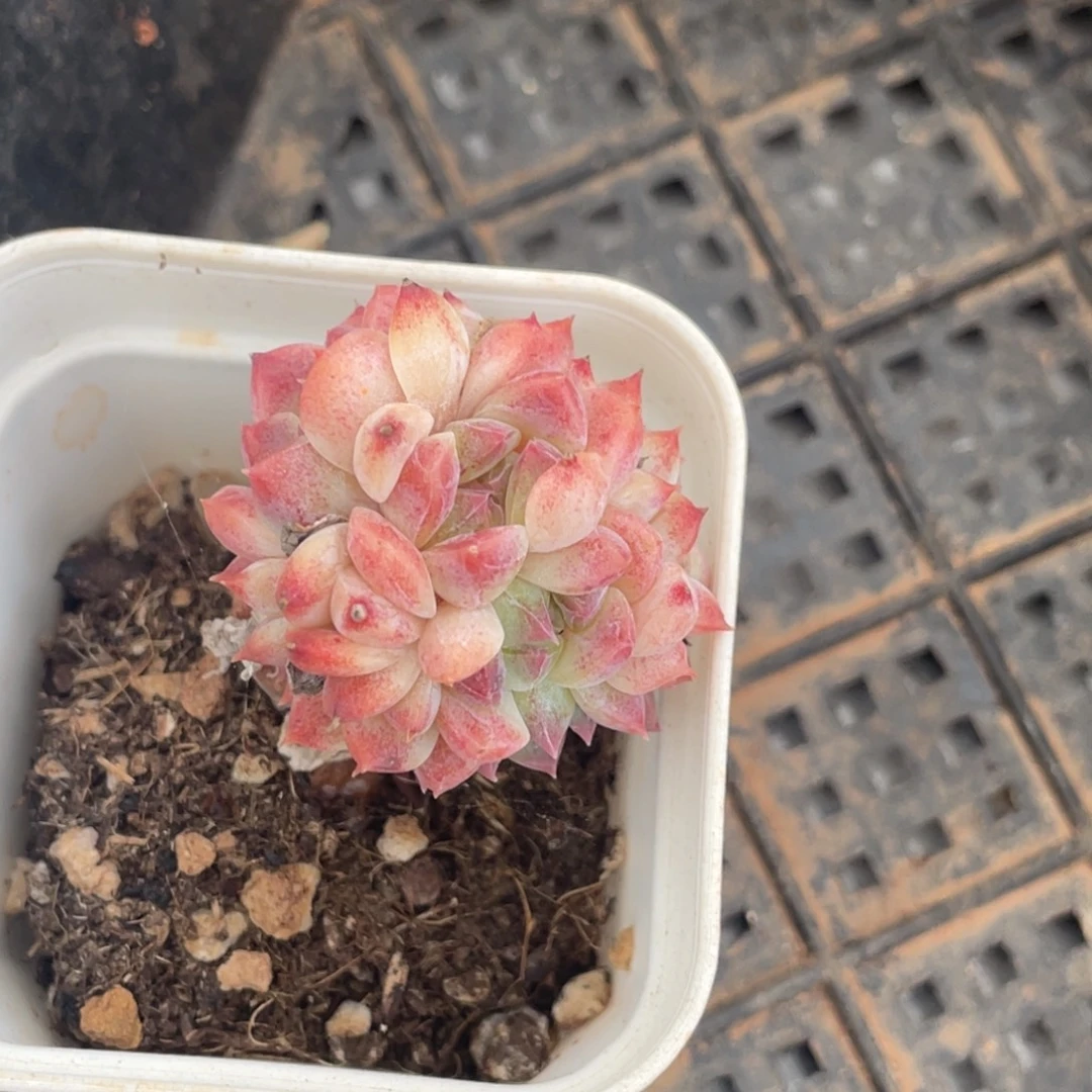 麦***喵糖心冰魄宝贝专拍