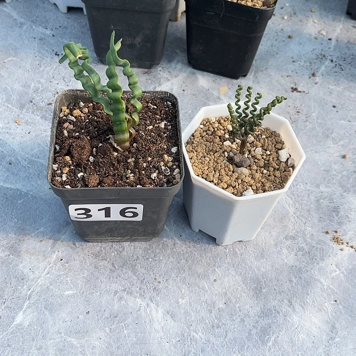 吴***࿐316宽叶海带➕钢丝弹簧草