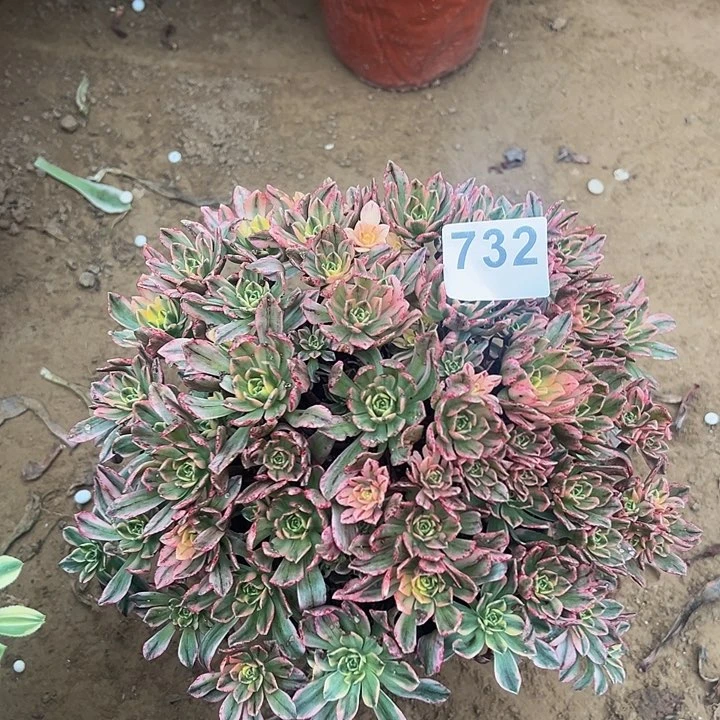 732甜茶手捧多肉