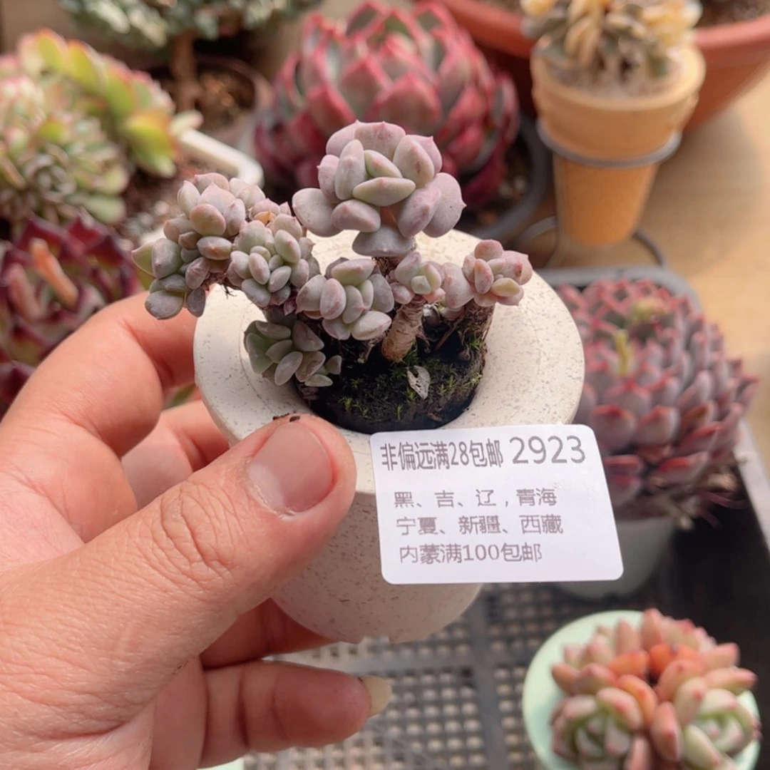 【闪购商品】蛋*挞2923雪精灵缀