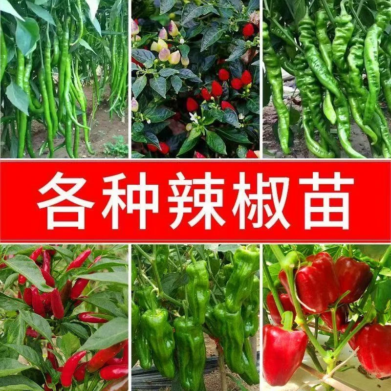 蔬菜苗四季种植辣椒苗螺丝椒长线椒薄皮椒小米椒朝天椒七彩椒秧苗