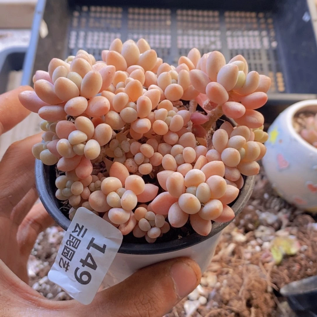 量拍。 149。  一盆