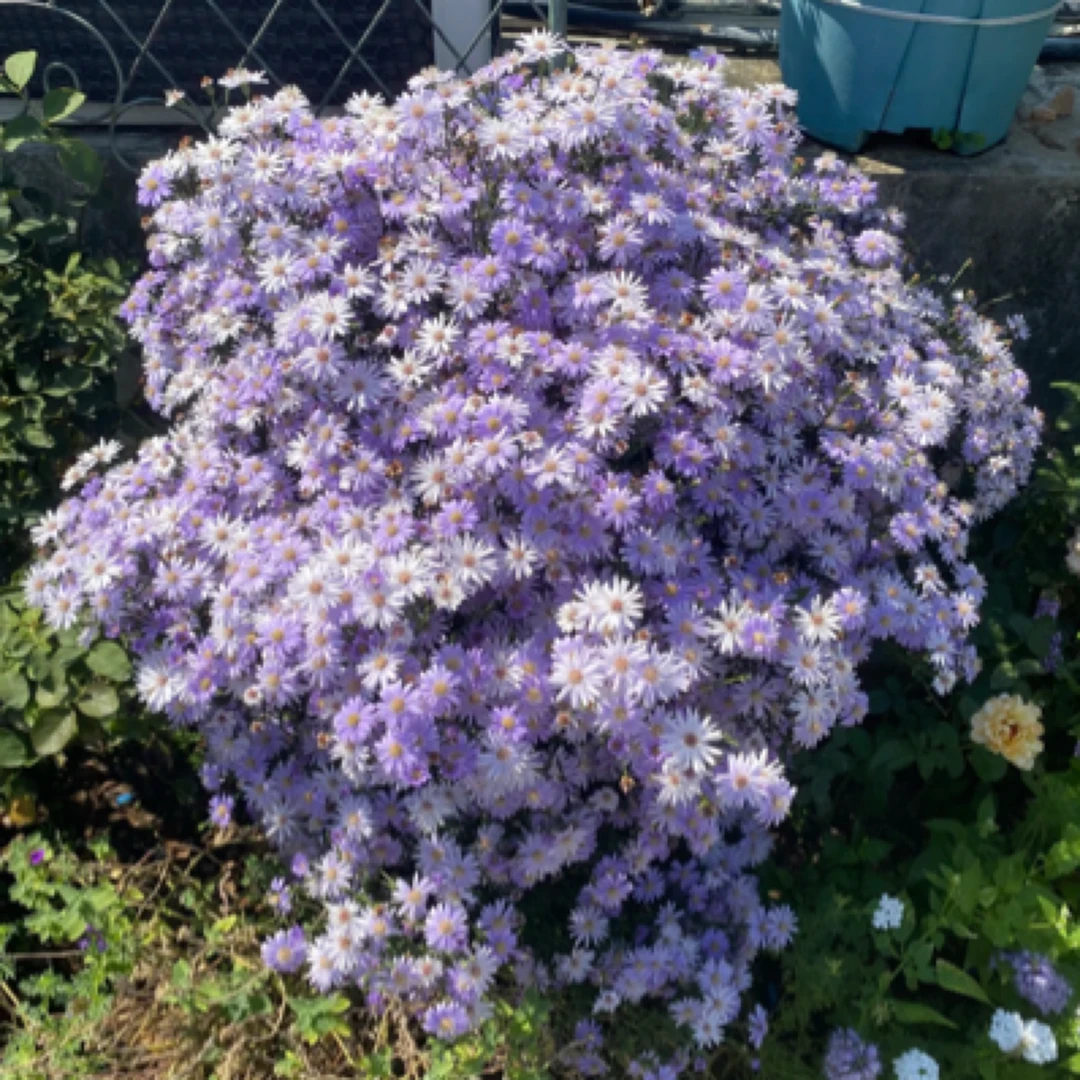 【紫菀】1加仑大盆多年生宿根植物庭院阳台室内室外爆花