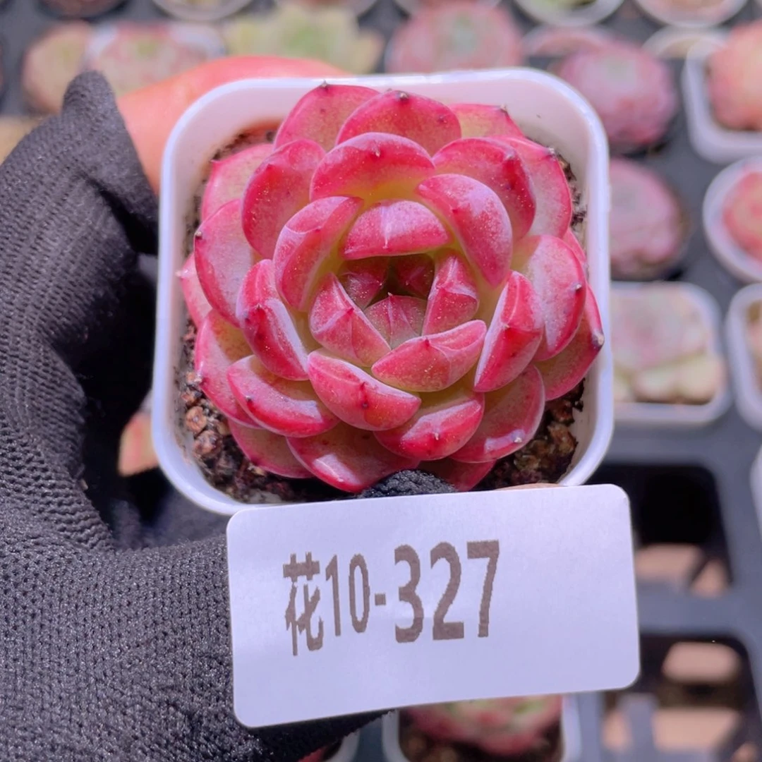 花利美10-327新品