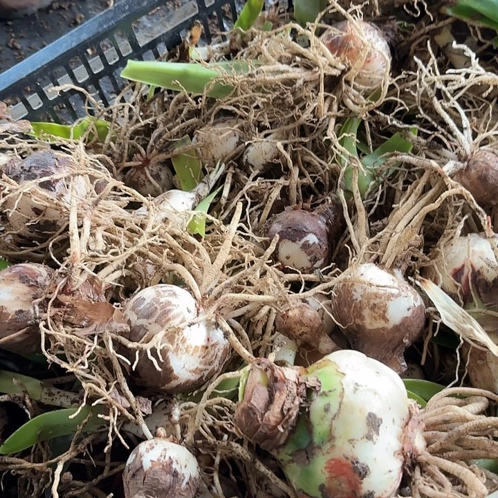 生****品杂交一大筐开花不售卖