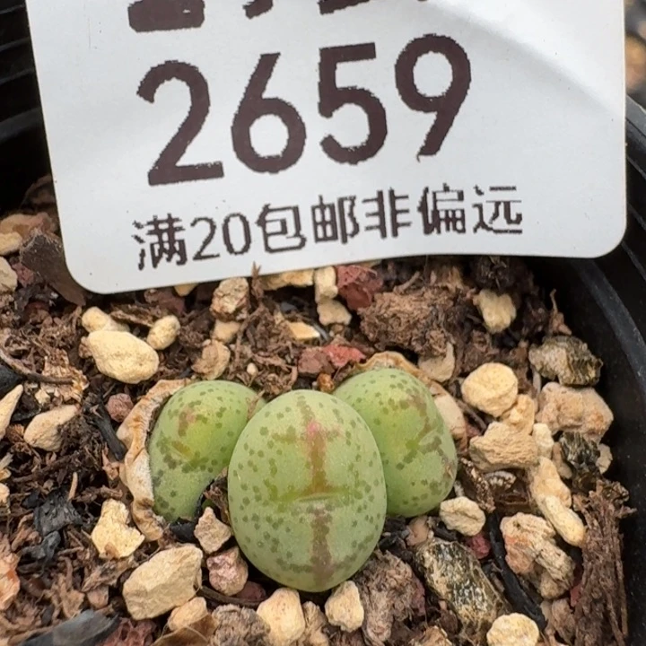 紫猴福利。