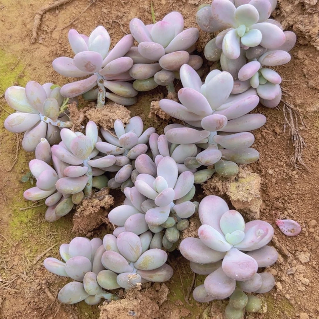 桃蛋叶插苗10个默认瑕疵单头介意勿拍