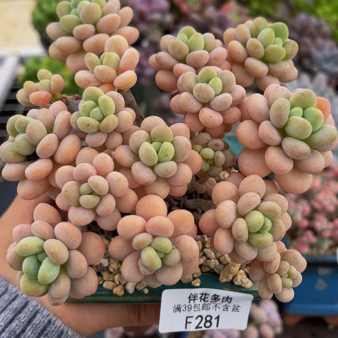 281-洛可可手捧多肉11cm
